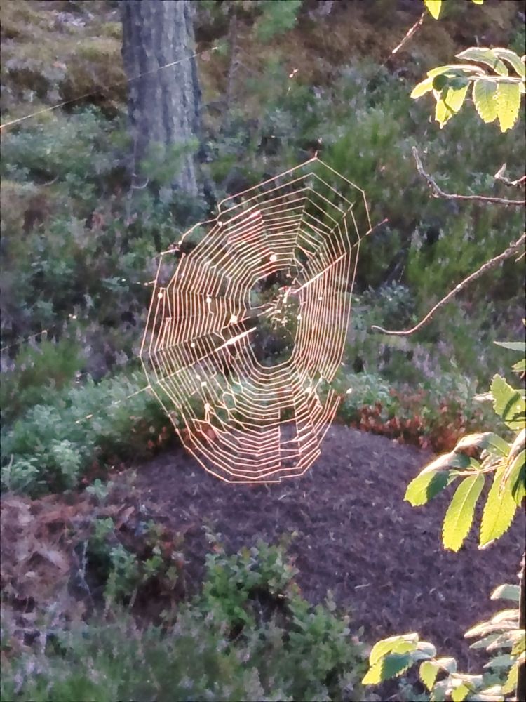 Luonnon geometriaa